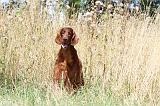 SETTER IRLANDAIS 073
